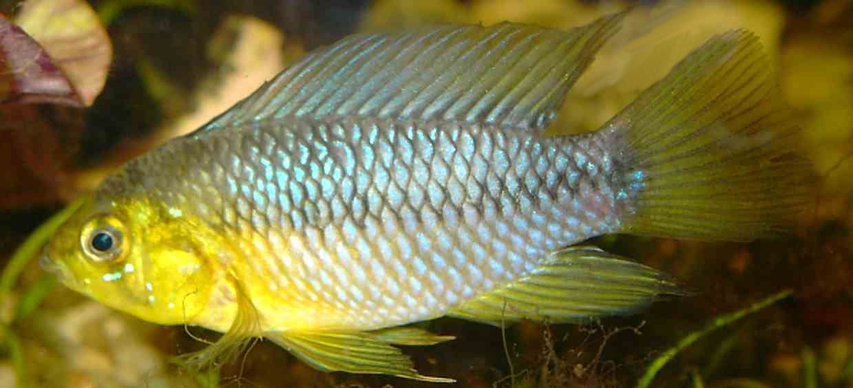 ZC Aquarientechnik S wasserabsch umer Details
